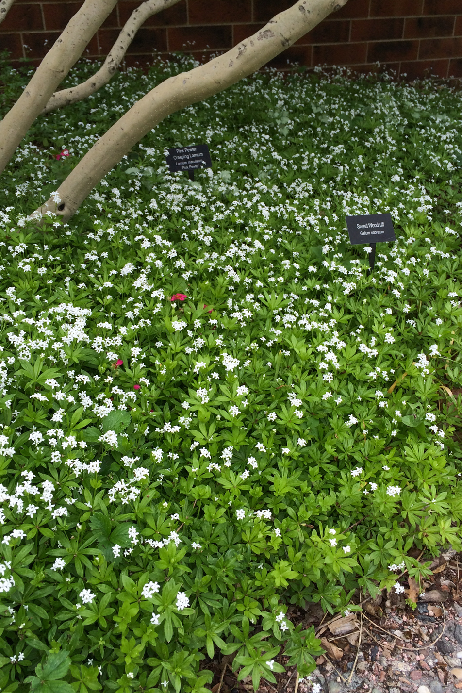 Sweet Woodruff